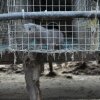 Farm_och_burar_23_800x531.jpg